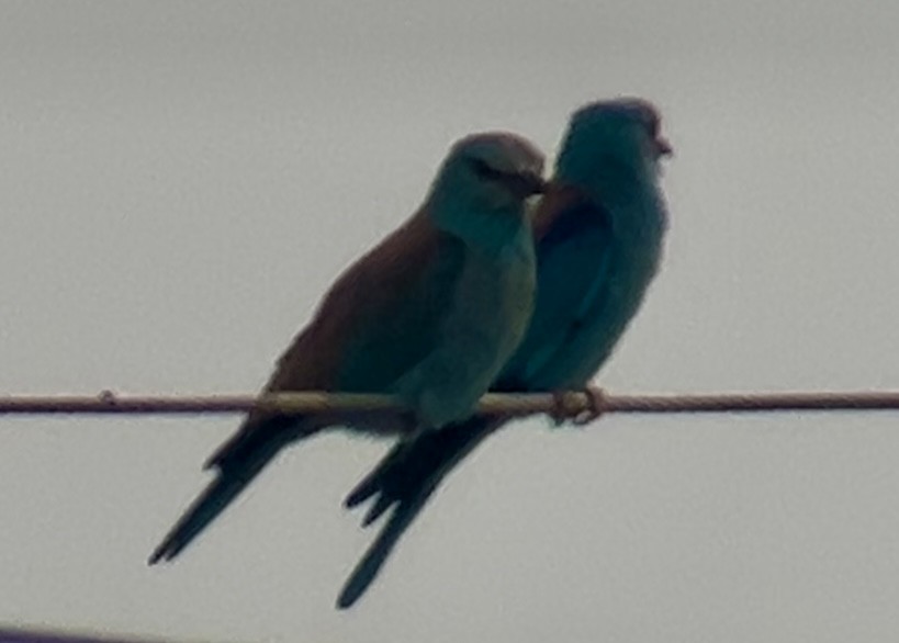 European Roller - Patrick Finch