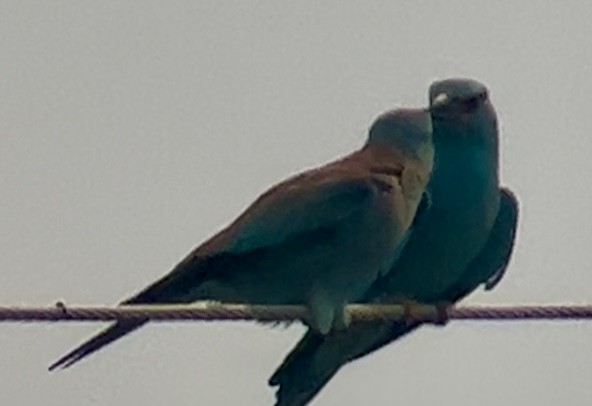 European Roller - Patrick Finch