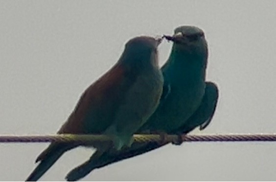 European Roller - Patrick Finch