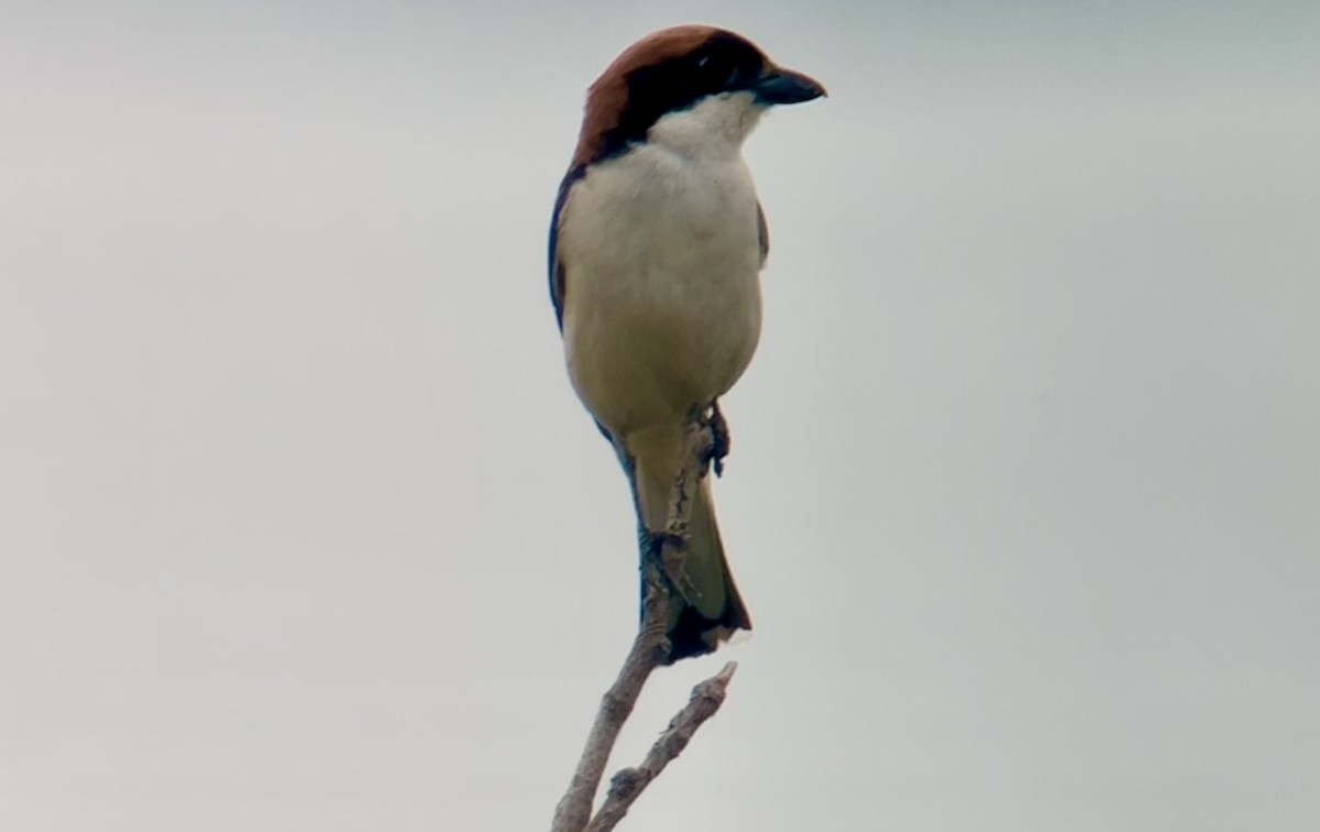 Woodchat Shrike - Patrick Finch