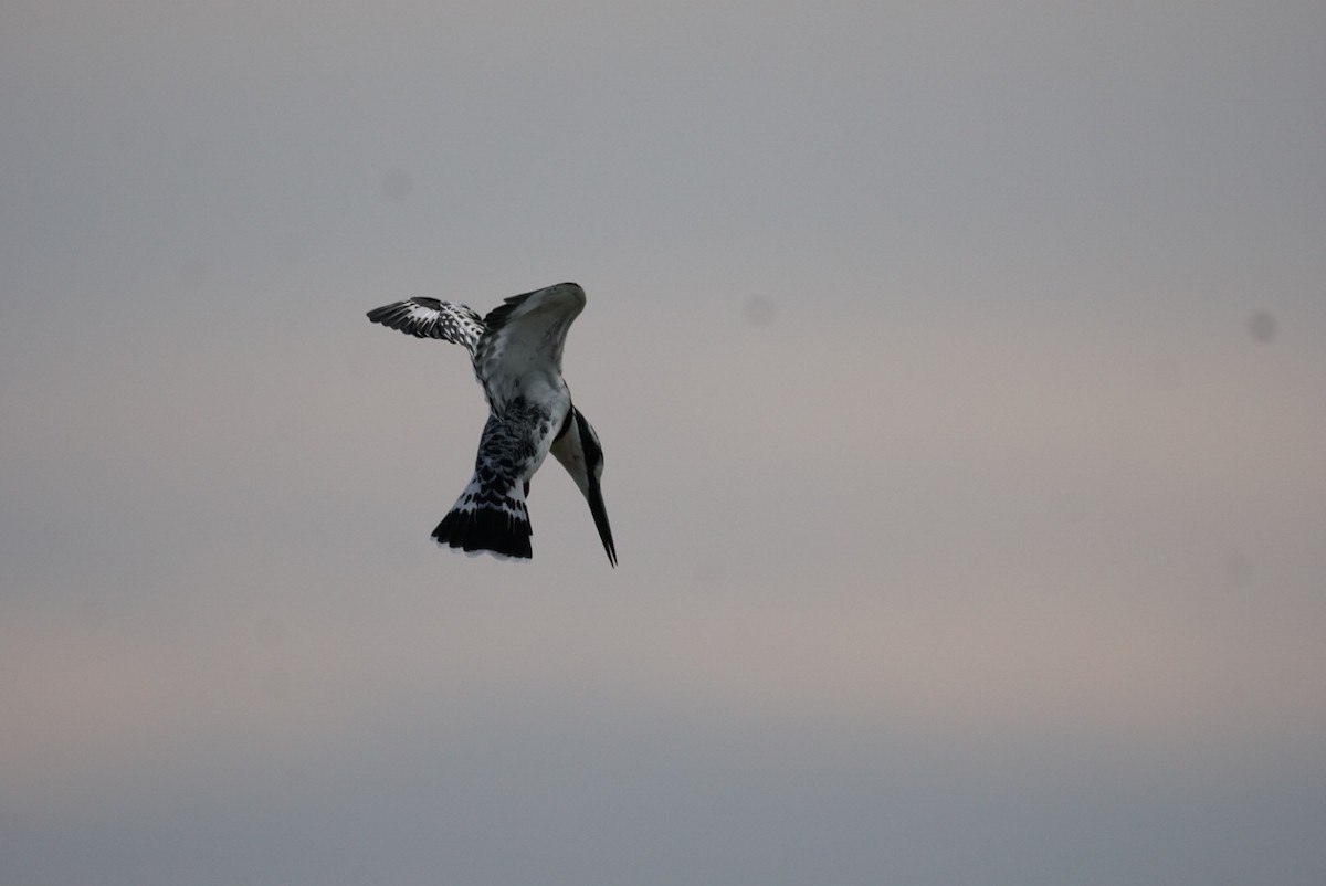 Pied Kingfisher - ML619558631