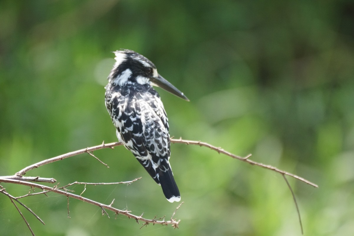 Pied Kingfisher - ML619558632