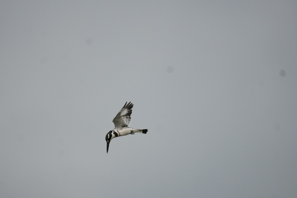 Pied Kingfisher - ML619558633