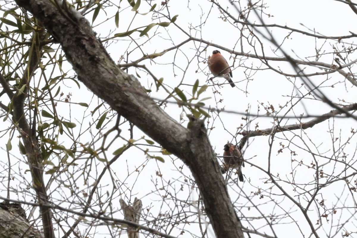 Eurasian Bullfinch - Joyce Huang