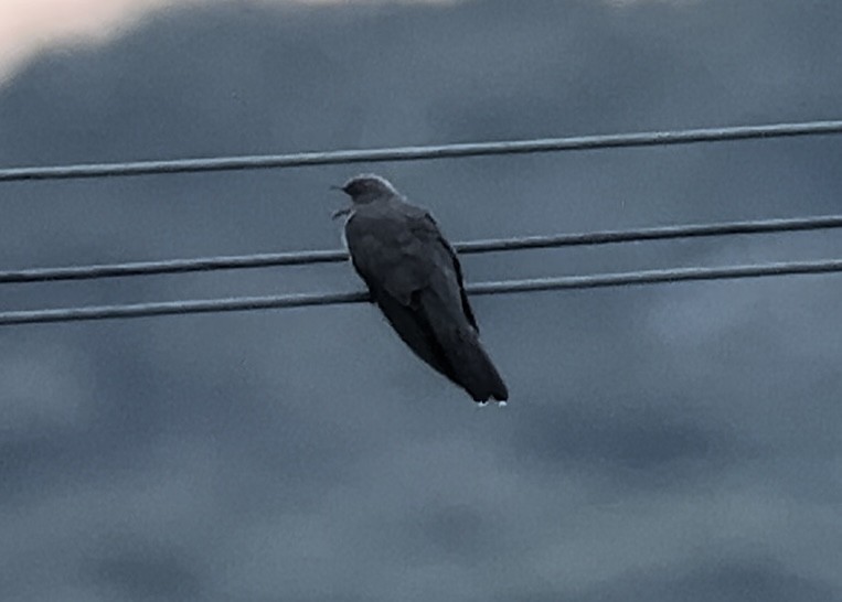 Common Cuckoo - Patrick Finch