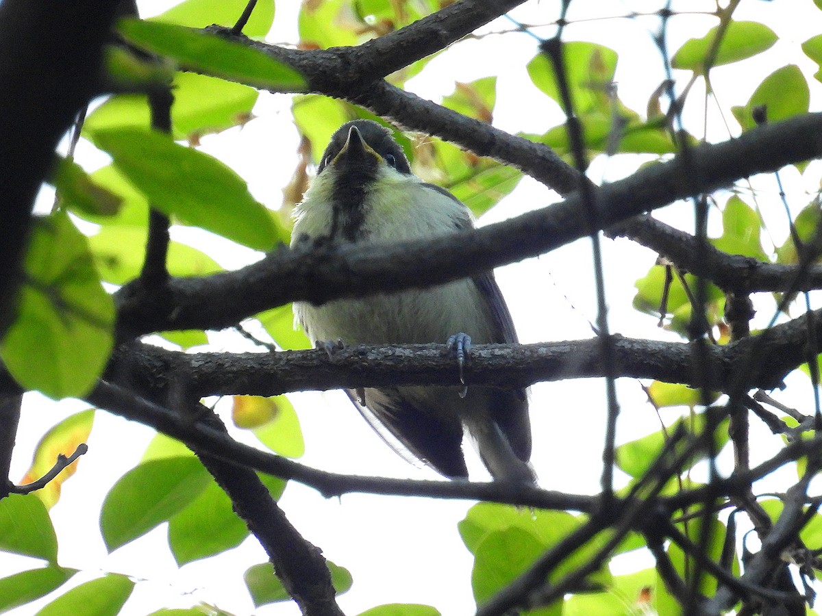 Japanese Tit - ML619558643