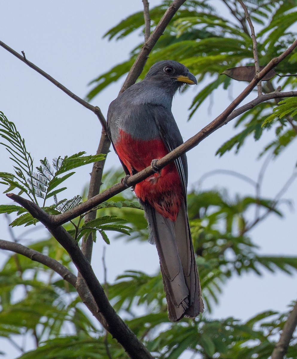 Black-tailed Trogon - ML619558646