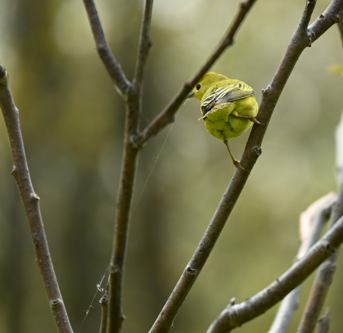 Yellow Warbler - Nicolle and H-Boon Lee