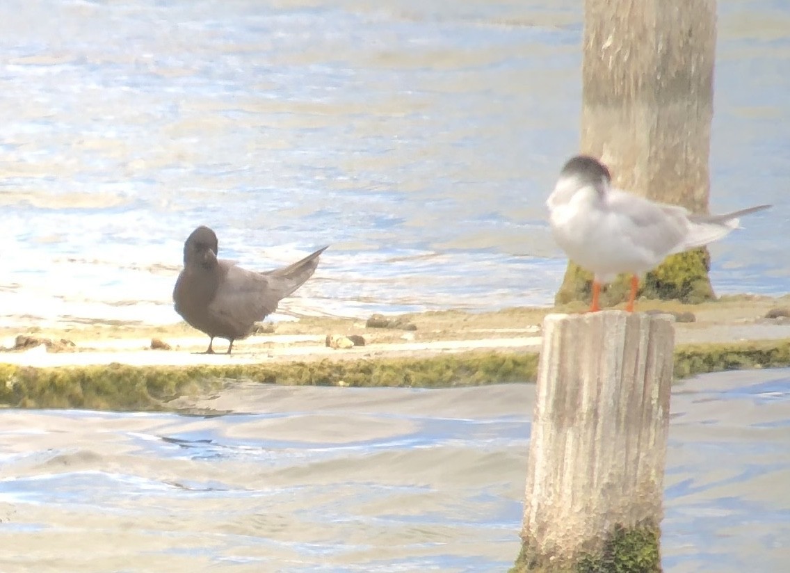 Black Tern - Michael Rogers