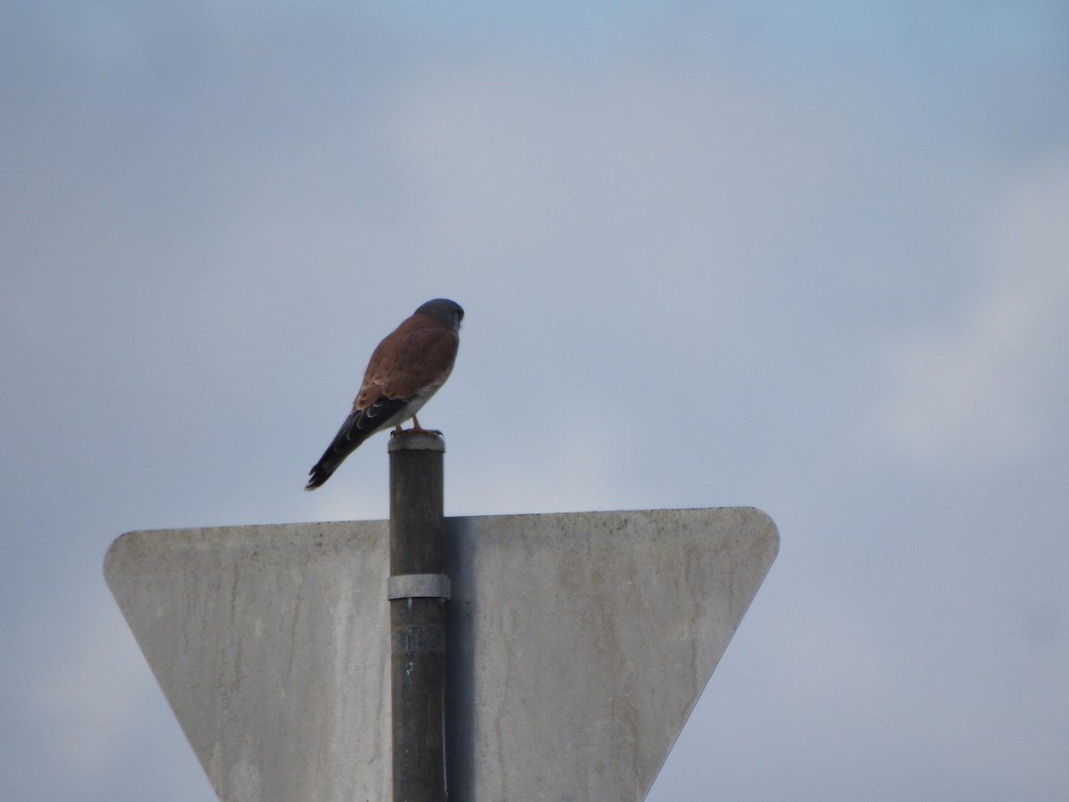 Nankeen Kestrel - DS Ridley