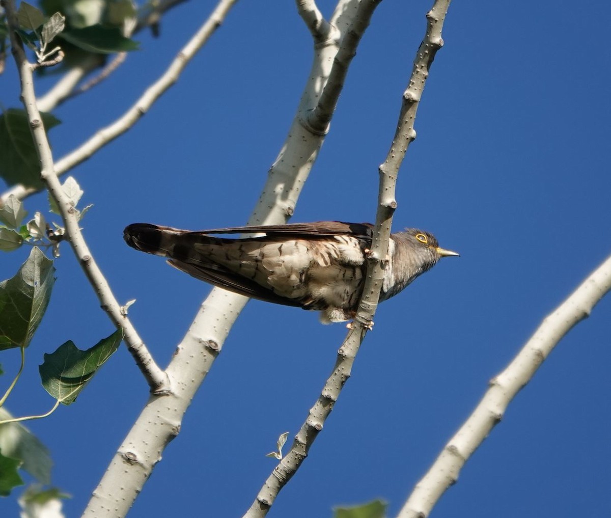Indian Cuckoo - Zhongyu Wang