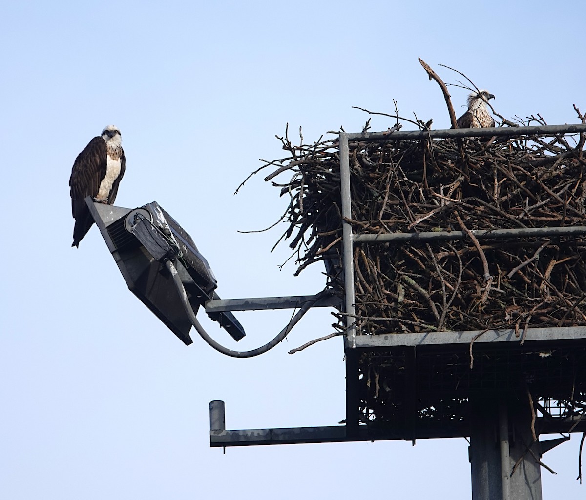 Osprey - Mike Kilburn