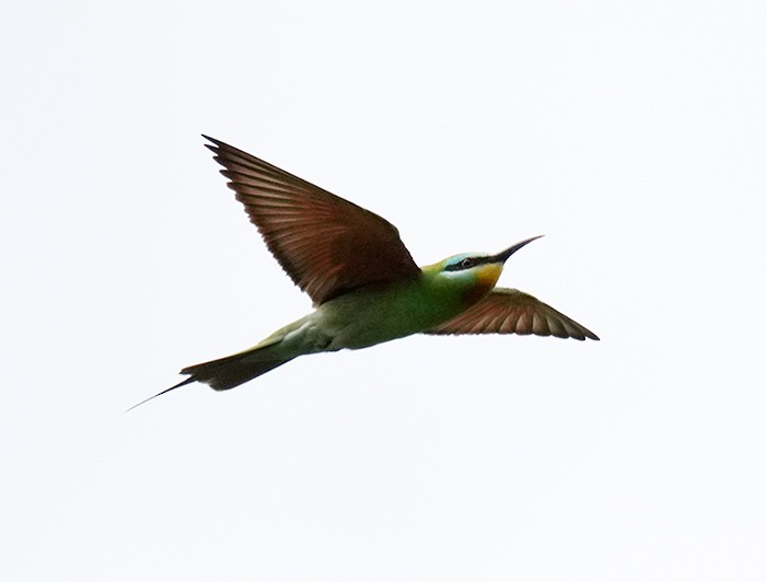 Blue-cheeked Bee-eater - Bushana Kalhara
