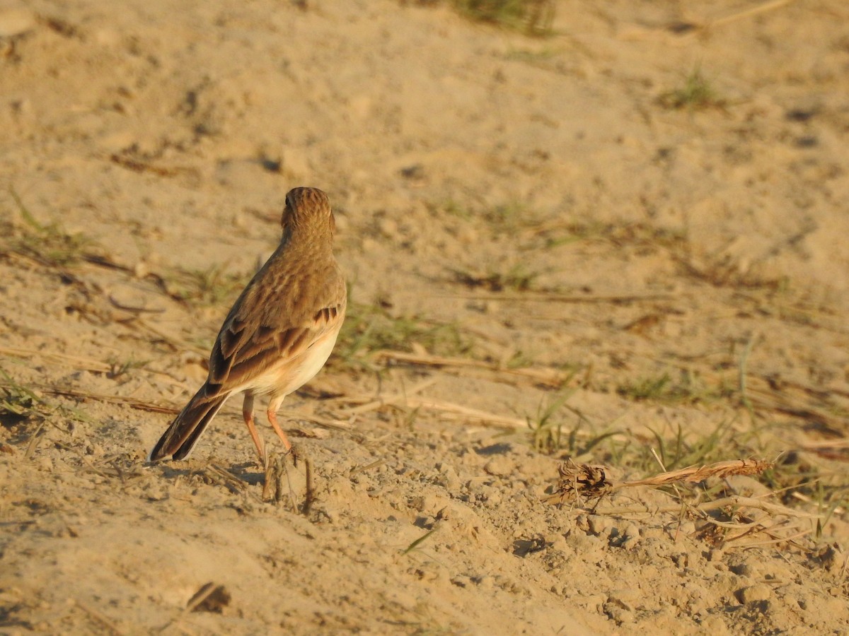 Paddyfield Pipit - Selvaganesh K