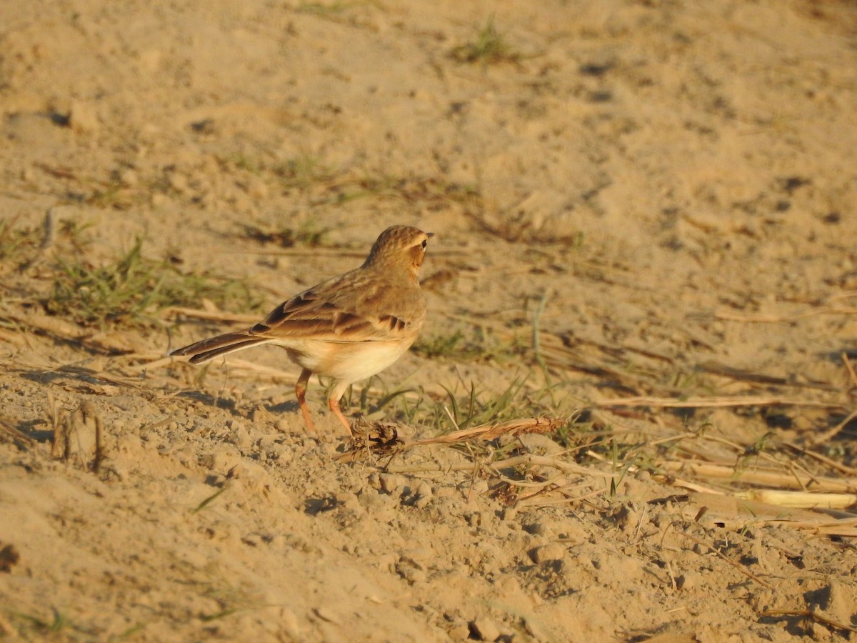 Paddyfield Pipit - Selvaganesh K