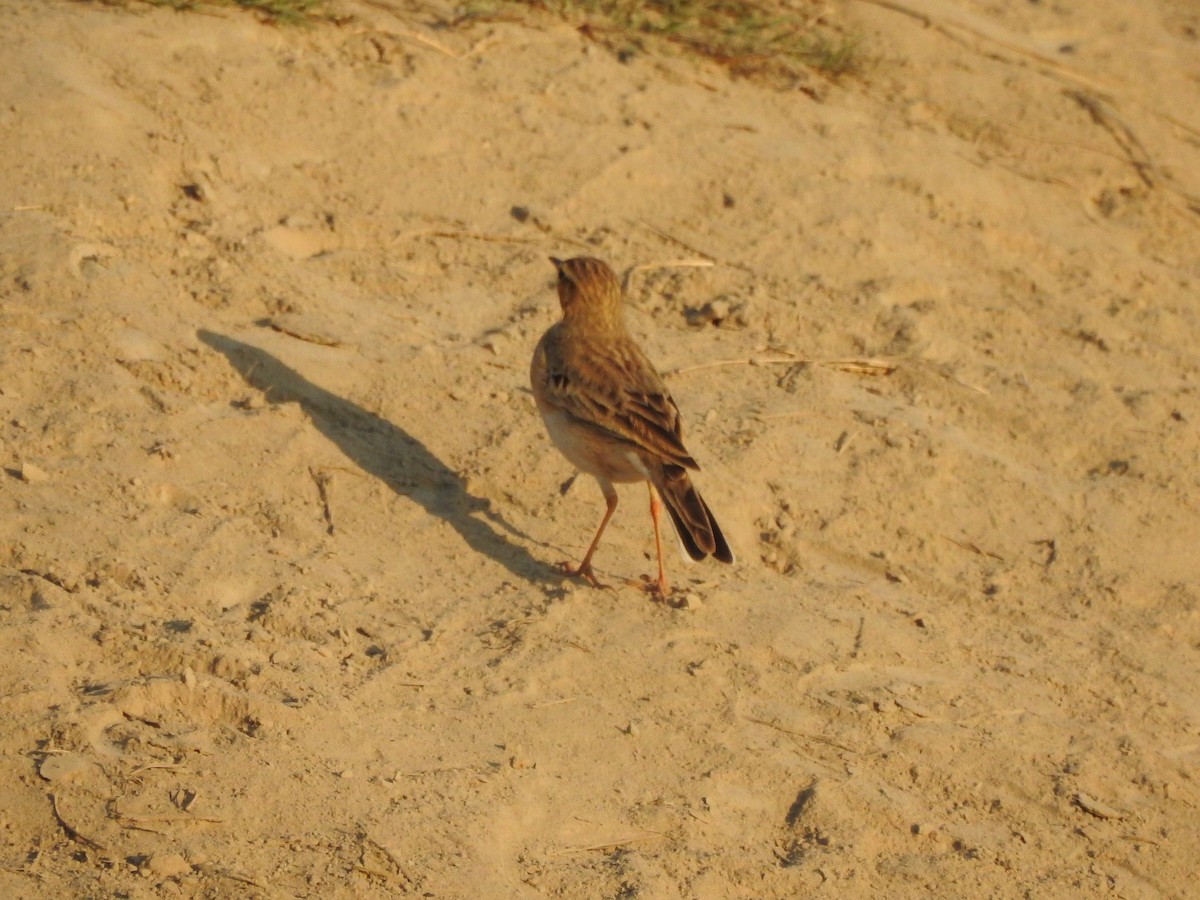 Paddyfield Pipit - Selvaganesh K