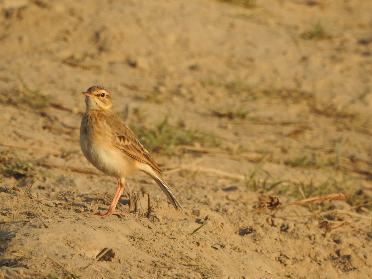 Paddyfield Pipit - Selvaganesh K