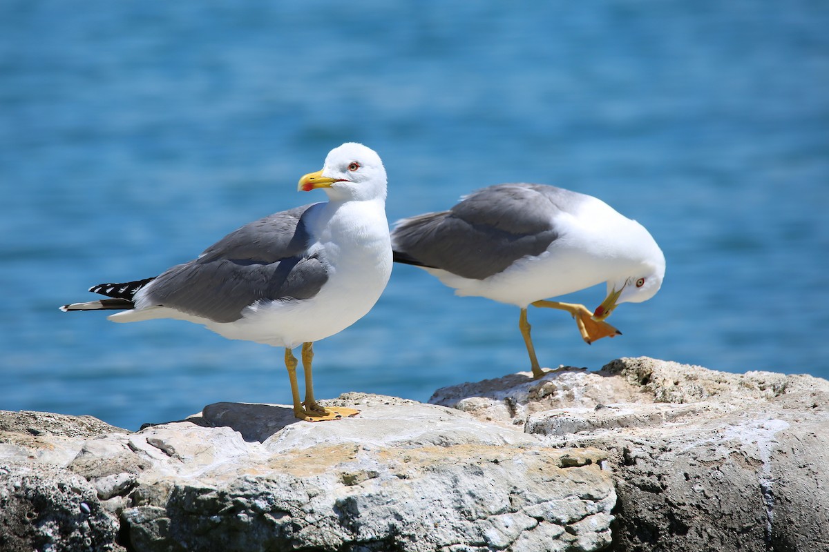 Gaviota Patiamarilla (michahellis) - ML619558676