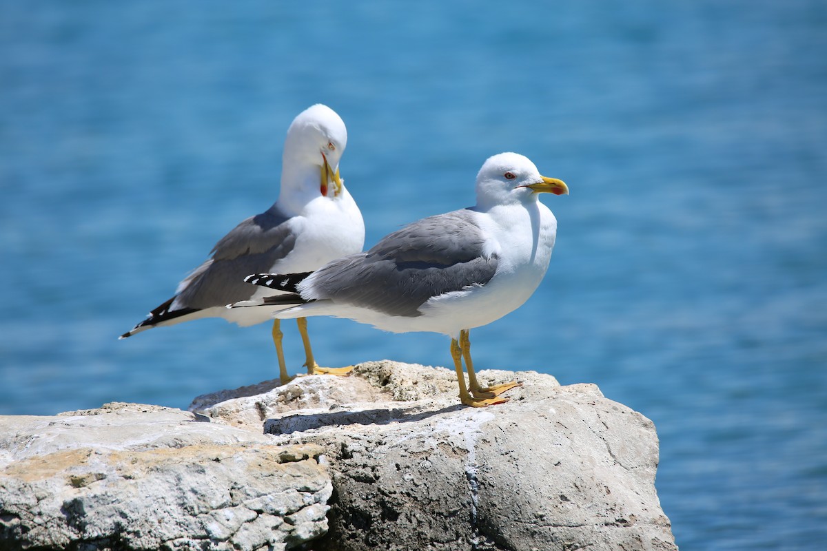 Gaviota Patiamarilla (michahellis) - ML619558679