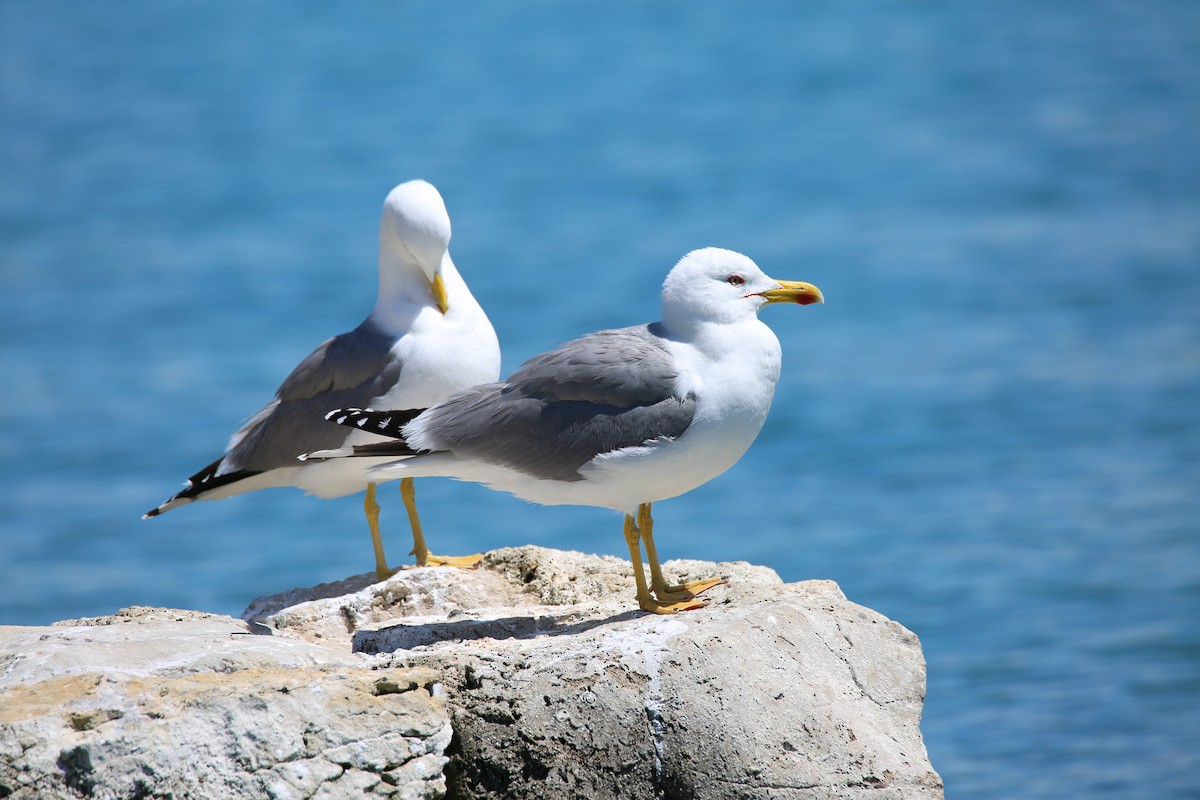 Gaviota Patiamarilla (michahellis) - ML619558680