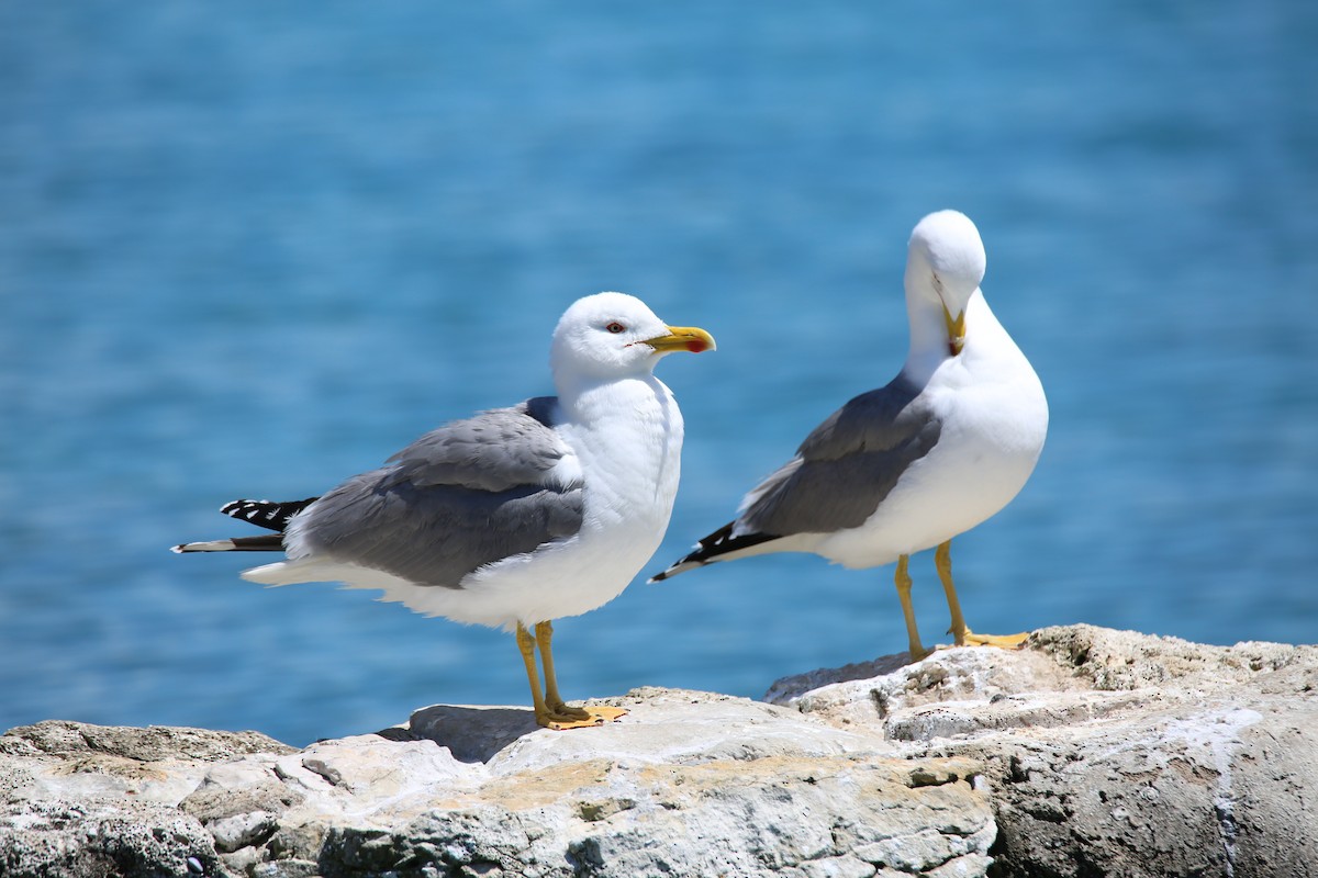 Gaviota Patiamarilla (michahellis) - ML619558681