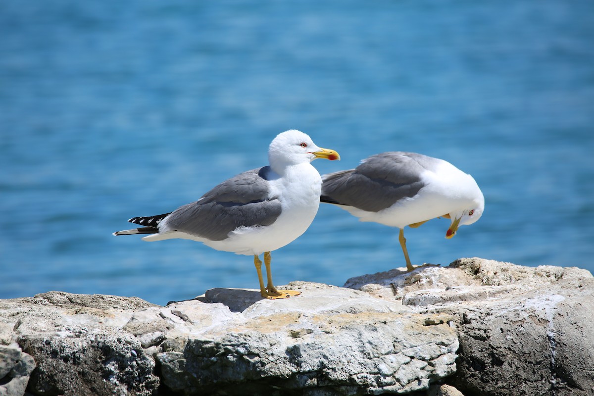 Gaviota Patiamarilla (michahellis) - ML619558682