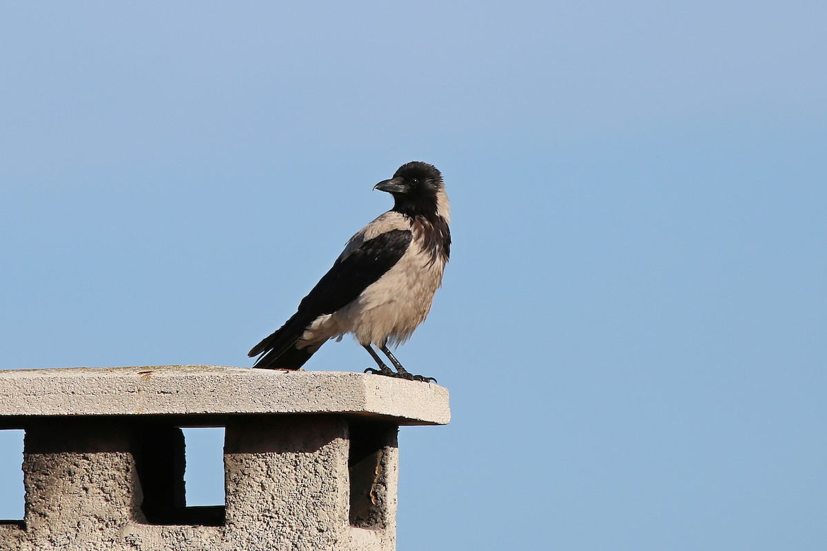 Hooded Crow - Christian H. Schulze