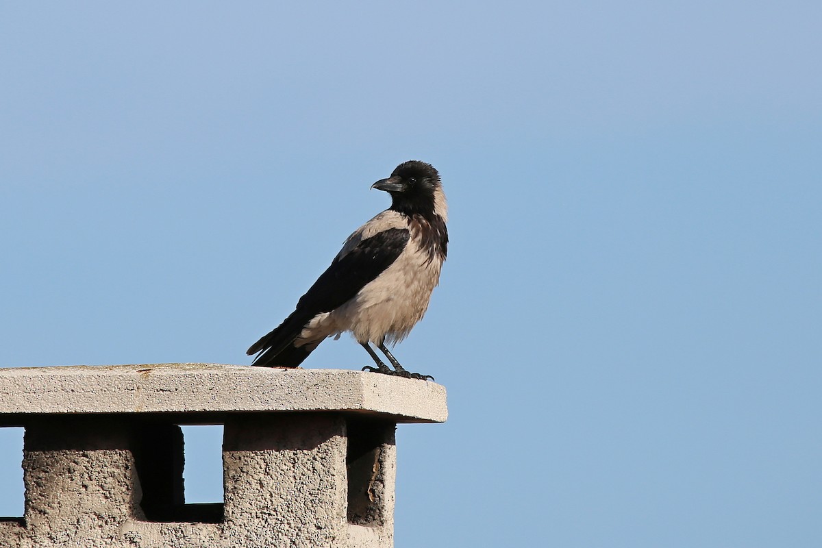 Hooded Crow - ML619558687