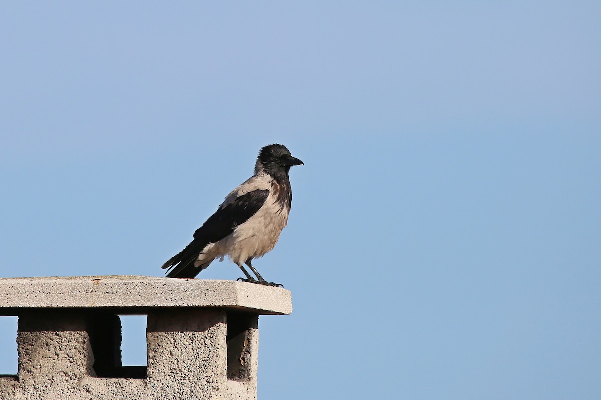 Hooded Crow - Christian H. Schulze
