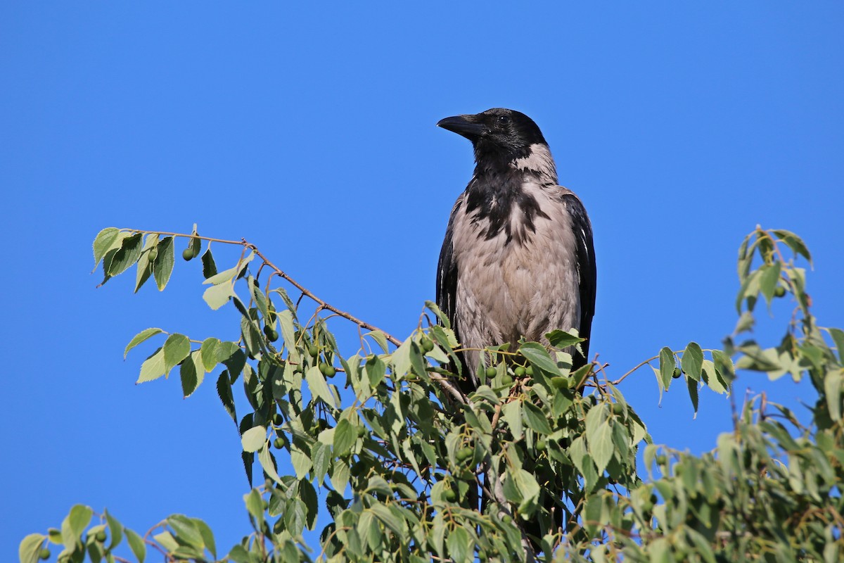 Hooded Crow - Christian H. Schulze