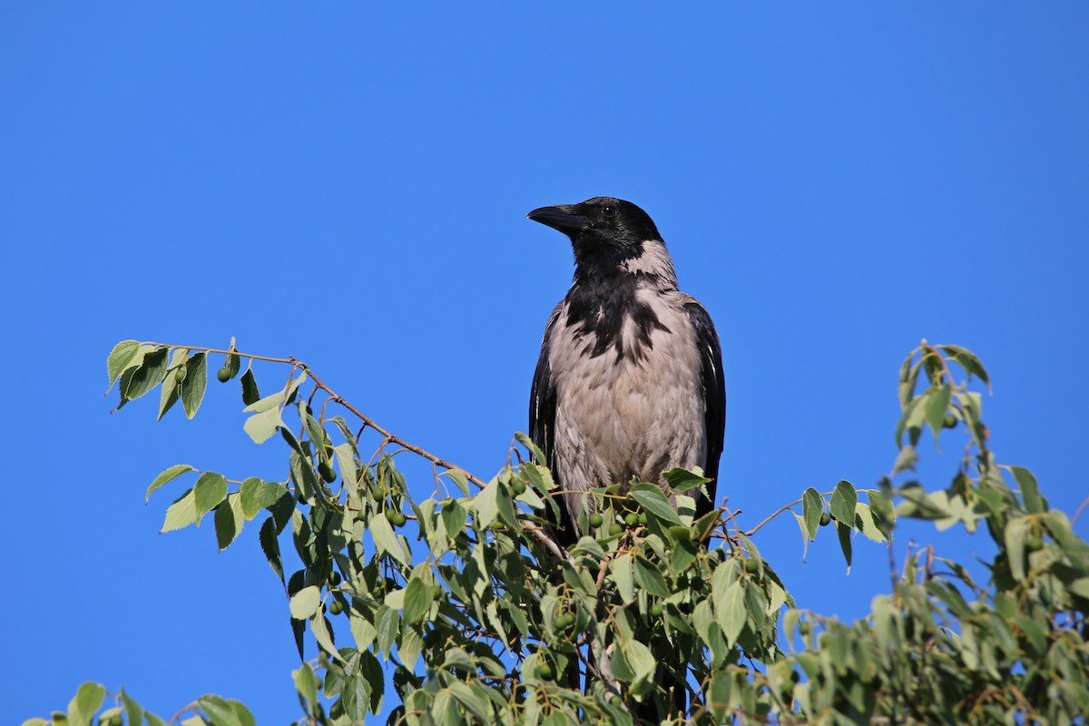 Hooded Crow - Christian H. Schulze