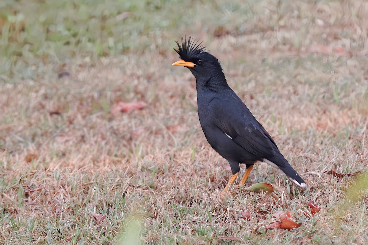 Great Myna - Chris Chafer