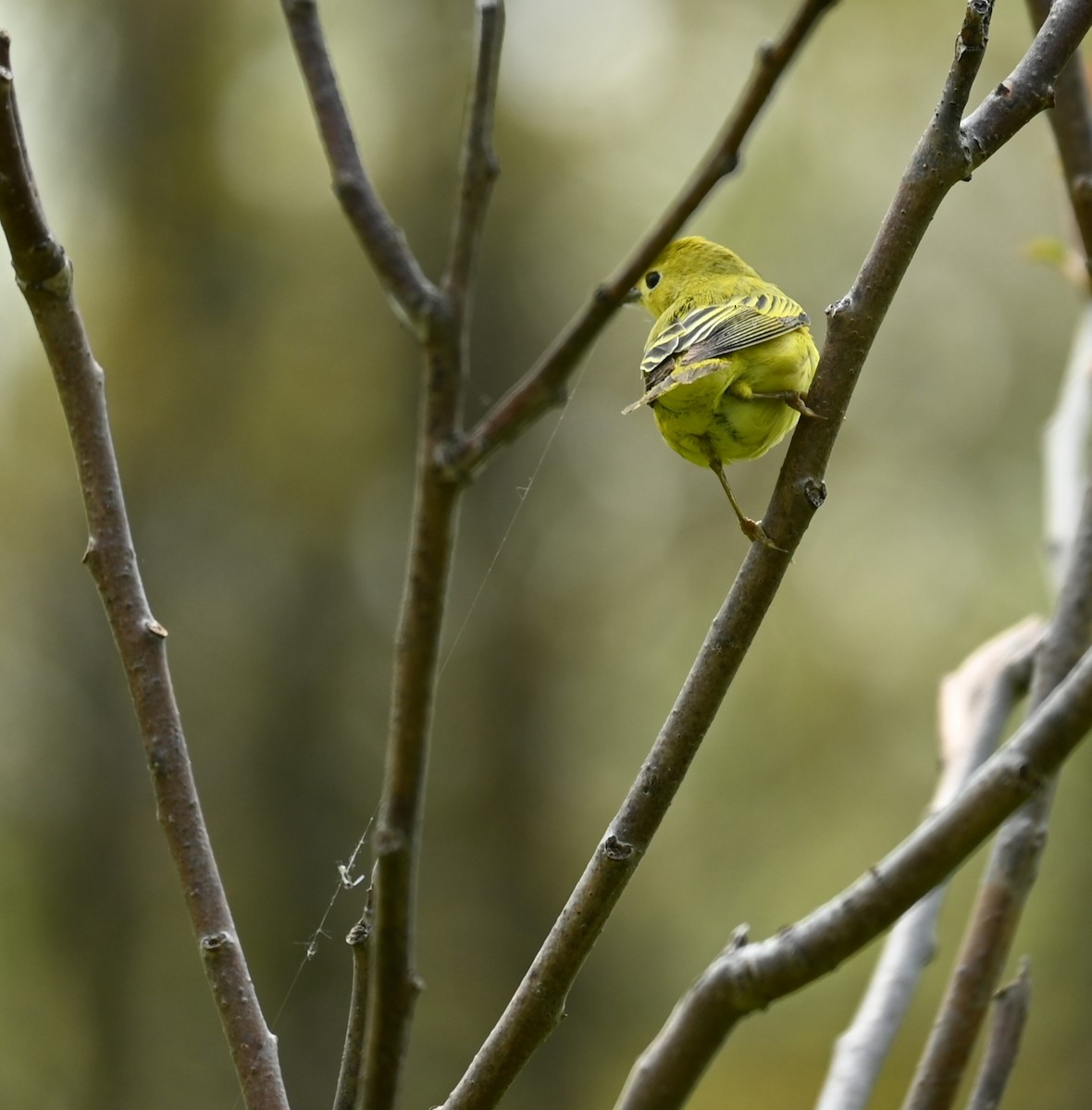 Yellow Warbler - Nicolle and H-Boon Lee