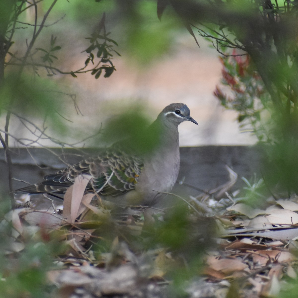 Common Bronzewing - Julie Smith