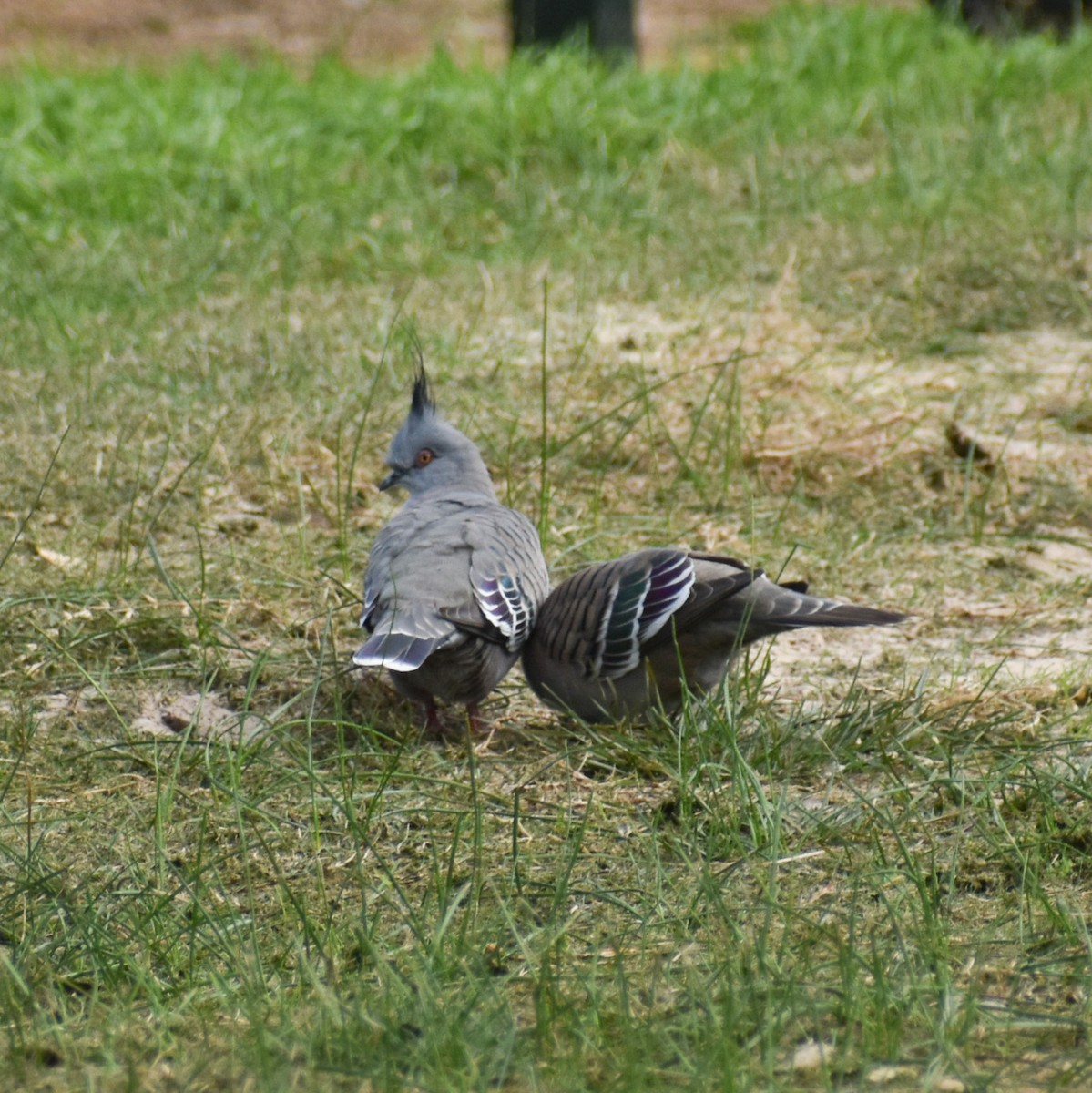 Crested Pigeon - Julie Smith