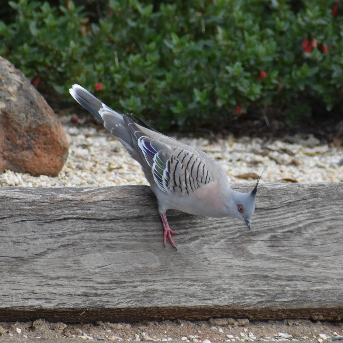 Crested Pigeon - Julie Smith