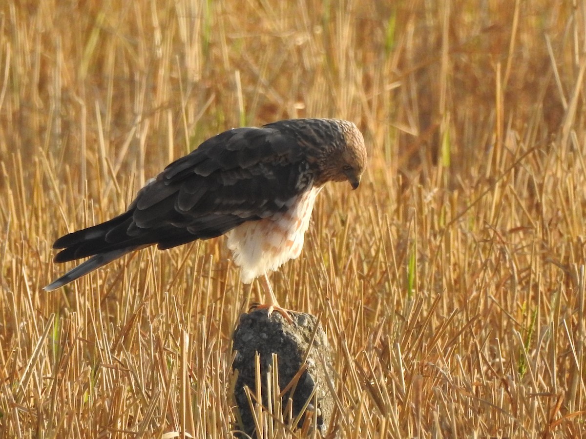 Hen Harrier - Selvaganesh K