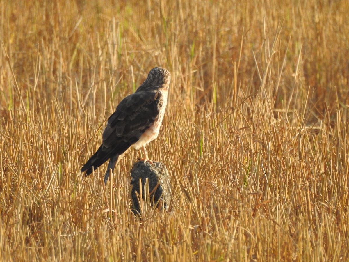 Hen Harrier - ML619558702