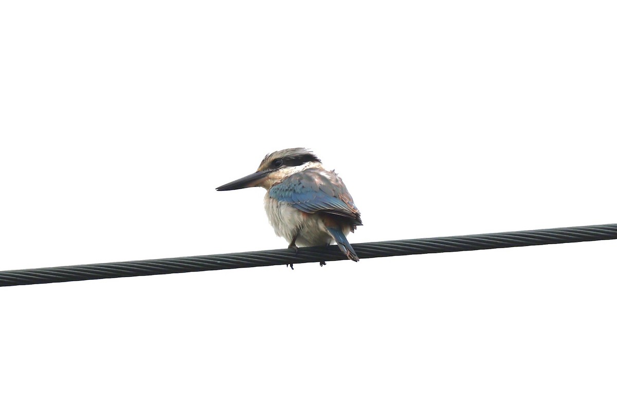 Red-backed Kingfisher - ML619558707