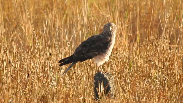 Hen Harrier - ML619558708