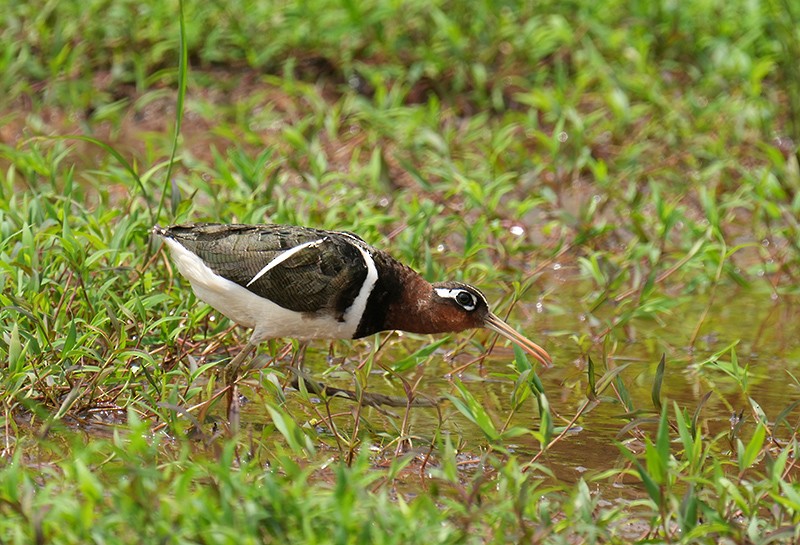 Greater Painted-Snipe - Bushana Kalhara