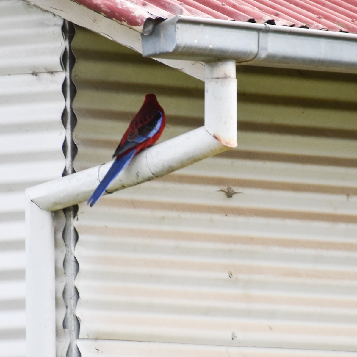 Crimson Rosella - Julie Smith