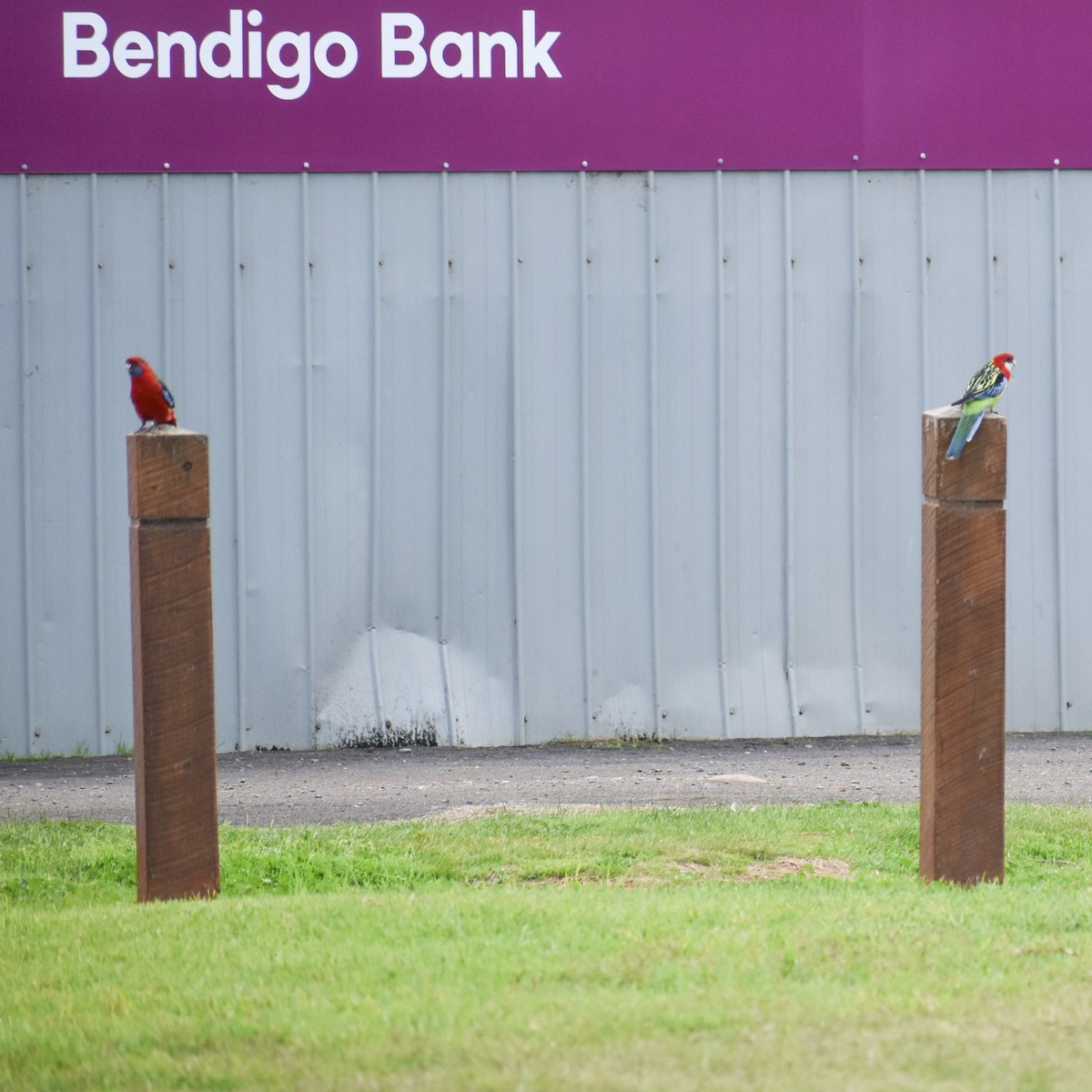 Crimson Rosella - Julie Smith