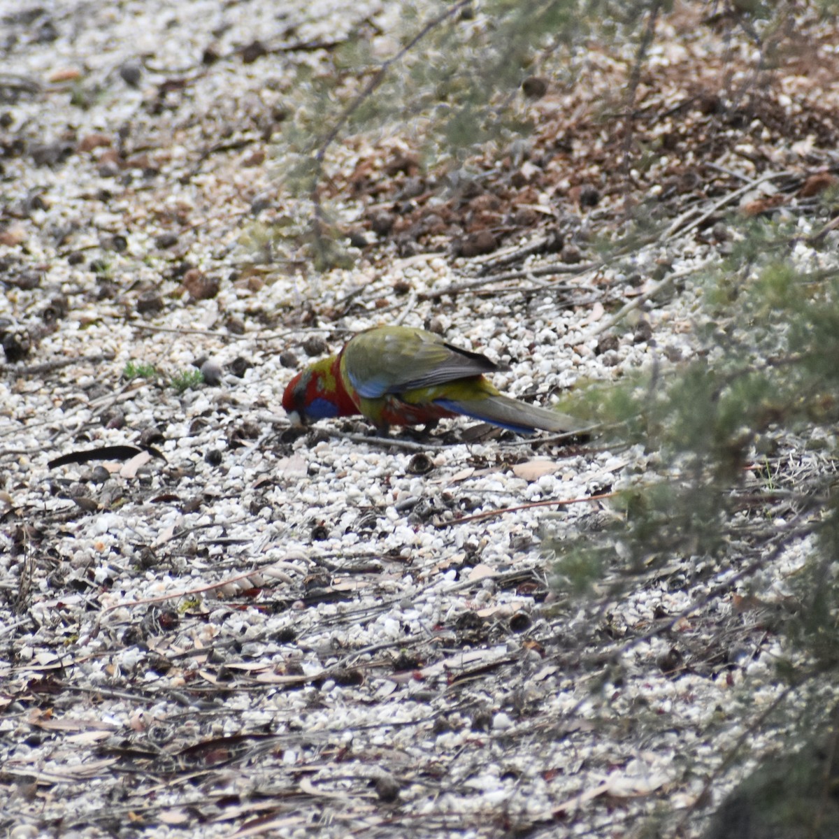 Crimson Rosella - Julie Smith