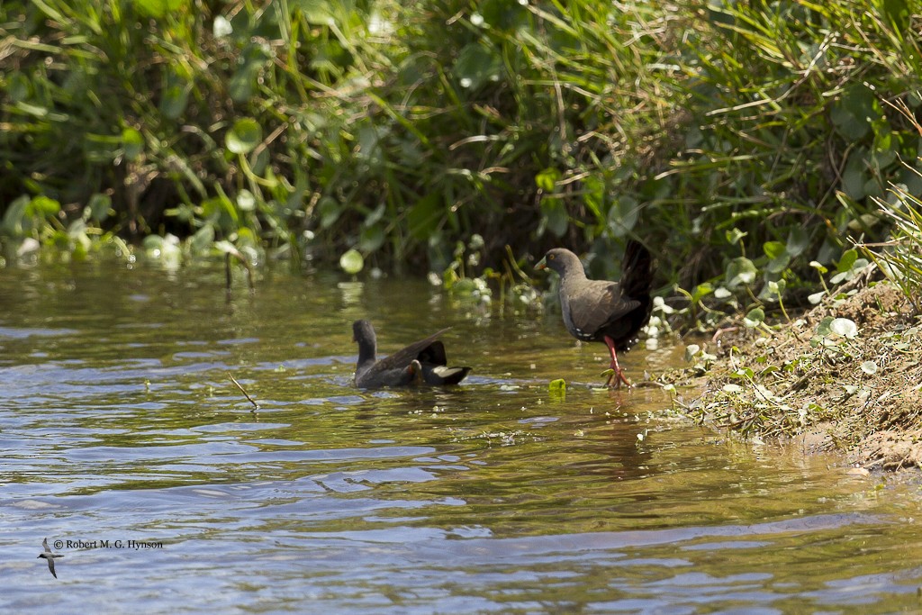 Black-tailed Nativehen - ML619558720