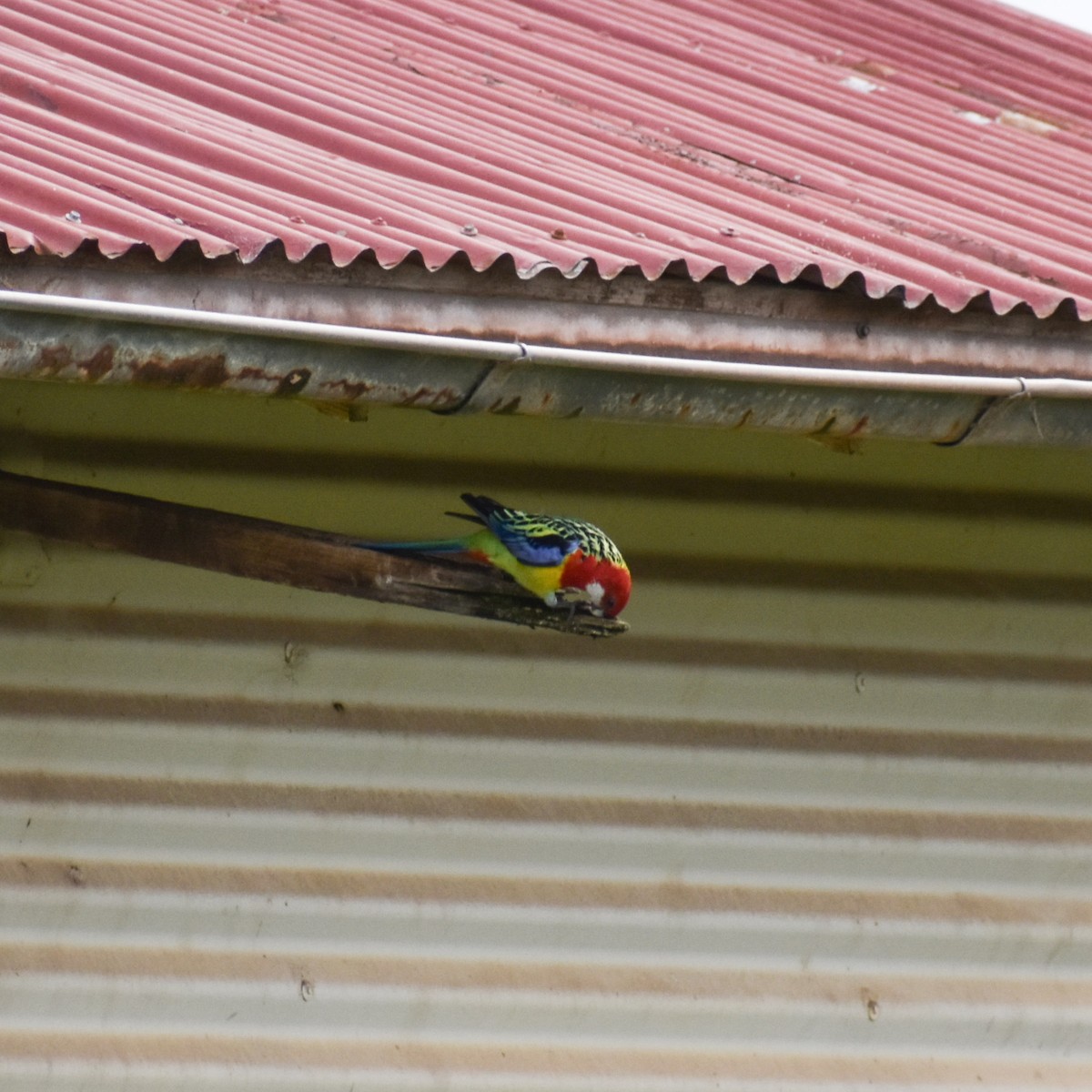 Eastern Rosella - Julie Smith