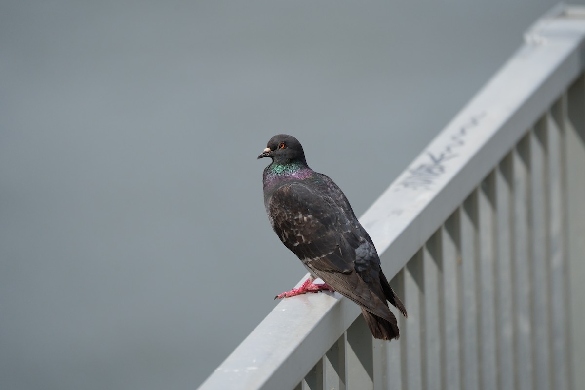 Rock Pigeon (Feral Pigeon) - Mizuho Inoue