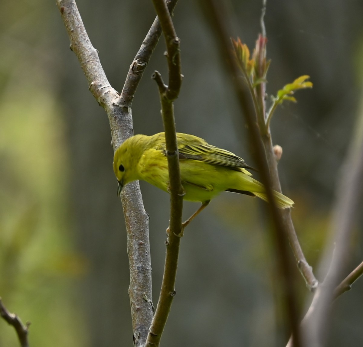 Yellow Warbler - Nicolle and H-Boon Lee