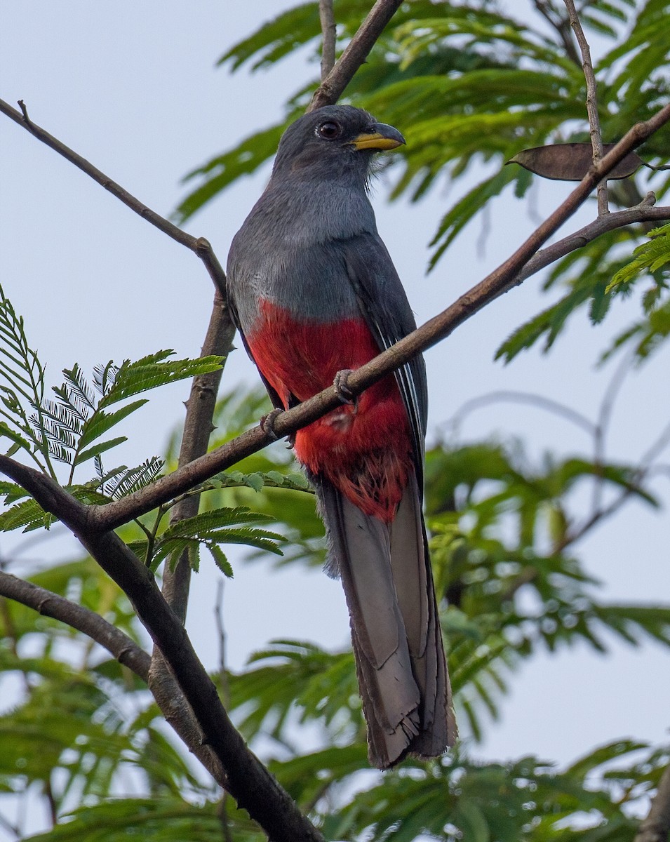 Black-tailed Trogon - ML619558725