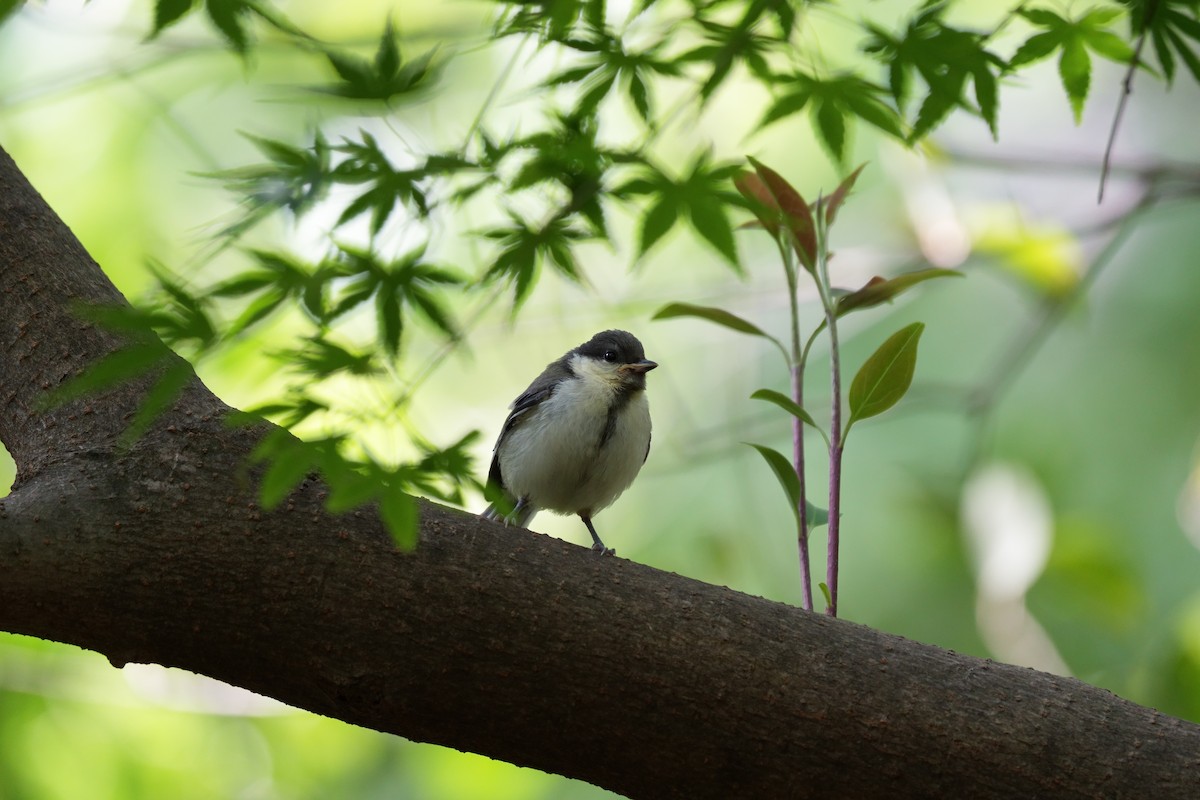 Japanese Tit - Mizuho Inoue